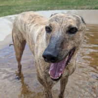 Photo of Nani The Greyhound