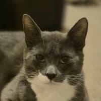 Photo of Pigeon