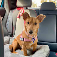 Photo of Honey   9 Month Old Kelpie X Jack Russell 