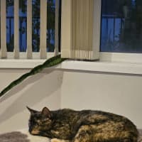 Photo of Jade Crystal