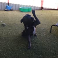 Photo of Shiloh