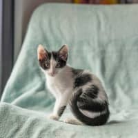 Photo of Finch