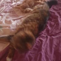 Photo of Tilly**2nd Chance Cat Rescue**