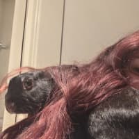 Photo of Fuchsia