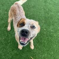 Photo of Bug A Lug Imp 1759