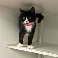 Photo of Emerald