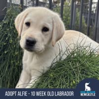 Photo of Alfie   10 Week Old Labrador