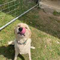 Photo of Buddy