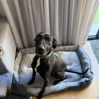 Photo of Duke