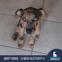 Photo of Cookie   13 Week Old Staffy X