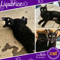 Photo of Liquorice