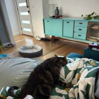 Photo of Kovu *9 Lives Project Rescue*