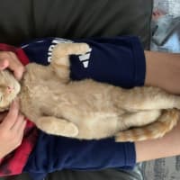 Photo of 🦁 Simba 🦁