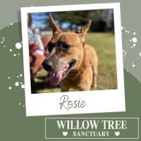 Photo of Rosie