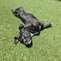 Photo of Rocky