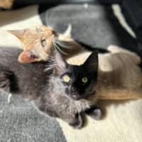 Photo of Nox   Located In Lower Plenty