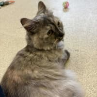 Photo of Dusty