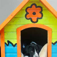 Photo of Patches
