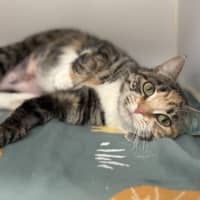 Photo of Nala
