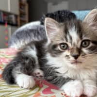 Photo of Veruca