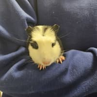 Photo of Dahlia