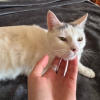 Photo of Tia   Located In Fawkner