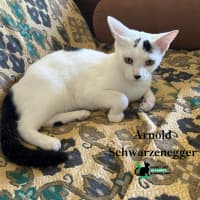 Photo of Arnold Schwarzenegger