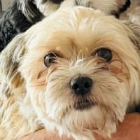 Photo of Maggie   4 Year Old Shih Tzu X