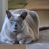 Photo of Chappy