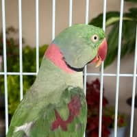 Photo of Zazu