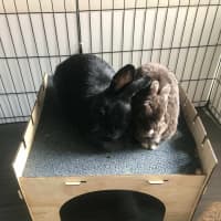 Photo of Cinnabun & Hopscotch