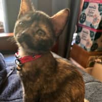 Photo of Daisy