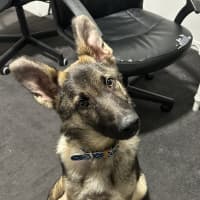 Photo of Ollie