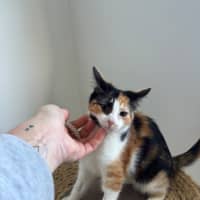 Photo of Coco Meet Me@Petstock Mornington Store Nepean Hwy