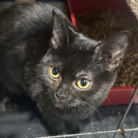 Photo of Ebony