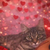 Photo of Periwinkle