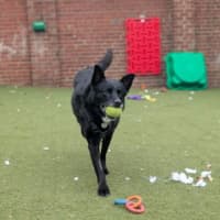 Photo of Ace