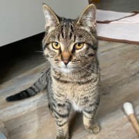 Photo of Aries
