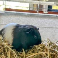 Photo of Sadie