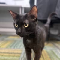 Photo of Shadow