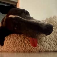 Photo of Luka, The Greyhound 