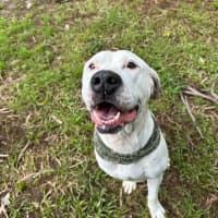 Photo of Harley