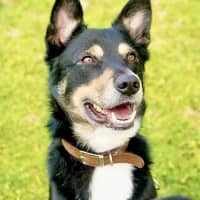 Photo of Dexter