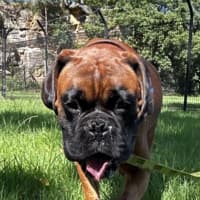 Photo of Tyson