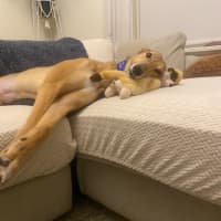 Photo of Sandy 