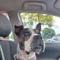 Photo of Blissy