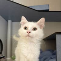 Photo of Sterling 