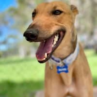 Photo of Delphine The Greyhound