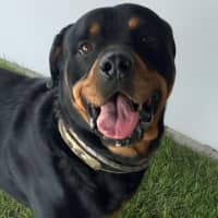 Photo of Kylo