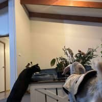 Photo of Violet And Prickle